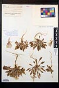 Oenothera deltoides subsp. deltoides image