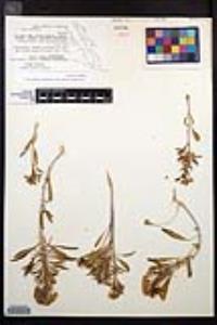 Eremothera boothii var. condensata image