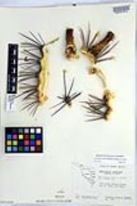 Ferocactus emoryi image