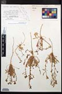 Chylismia claviformis var. rubescens image