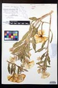 Oenothera deltoides subsp. deltoides image