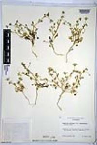 Nemophila menziesii var. integrifolia image