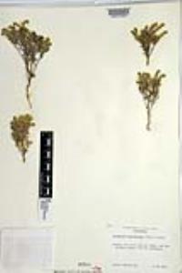 Johnstonella angustifolia image