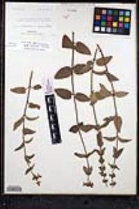 Stachys rigida var. quercetorum image