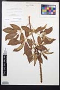 Aesculus californica image