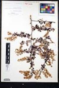 Ceanothus leucodermis image