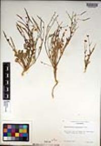 Eschscholzia minutiflora image