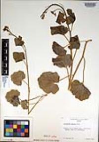 Cardamine cordifolia image