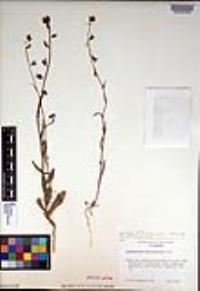 Caulanthus coulteri image