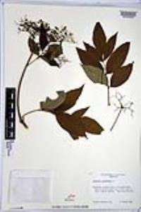 Sambucus nigra image