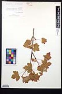 Acer glabrum image