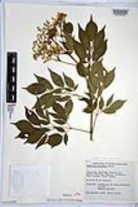 Sambucus nigra image