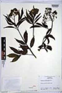 Sambucus racemosa subsp. racemosa image