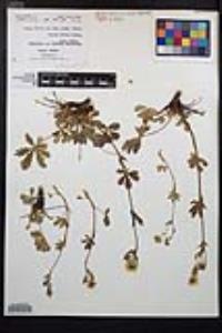 Potentilla gracilis image