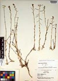 Boechera lemmonii image