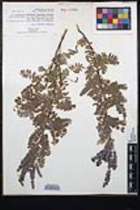 Amorpha canescens image