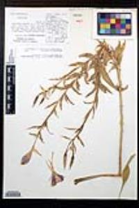 Oenothera elata image