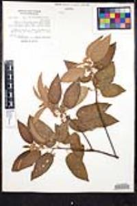 Colubrina greggii var. yucatanensis image