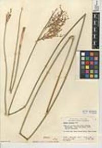 Juncus textilis image