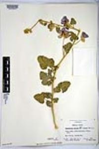 Sphaeralcea ambigua subsp. rosacea image