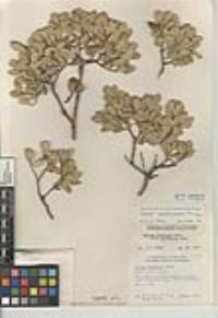 Quercus cornelius-mulleri image