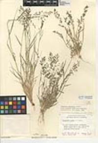 Eragrostis barrelieri image