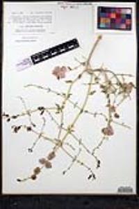 Scutellaria mexicana image