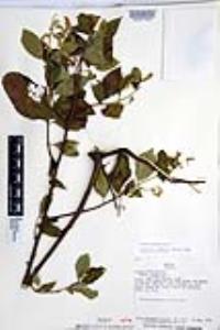Cordia spinescens image