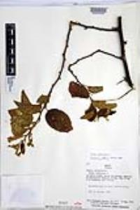 Cordia spinescens image