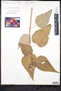 Salvia peninsularis image