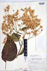 Cordia elaeagnoides image