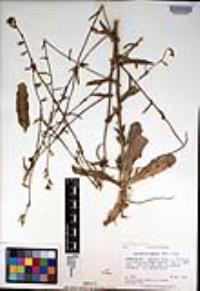 Caulanthus cooperi image