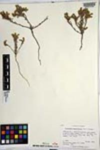 Johnstonella angustifolia image