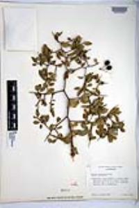 Prunus fremontii image