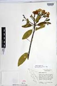 Cordia sonorae image