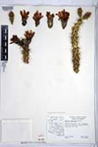 Cylindropuntia versicolor image