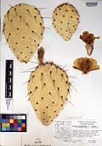 Opuntia phaeacantha image