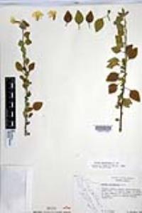 Cordia parvifolia image