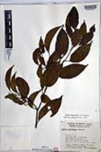 Cordia stenoclada image