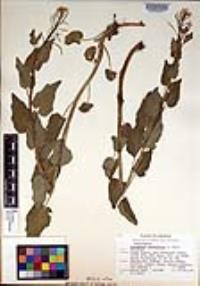 Cardamine cordifolia image