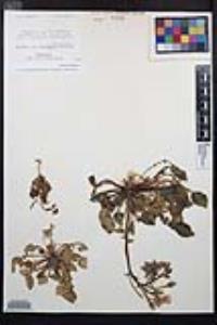Chylismia claviformis var. peirsonii image