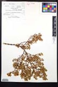 Larrea tridentata image