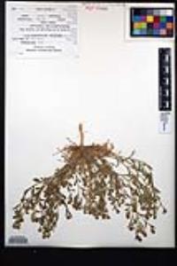 Lepidium lasiocarpum image