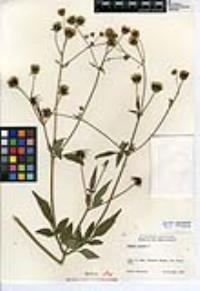 Bidens pilosa image