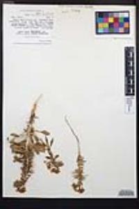 Eremothera boothii var. condensata image