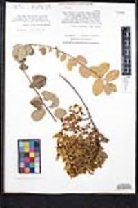 Rhamnus crocea image