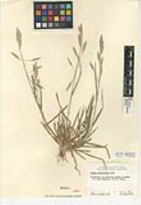 Bromus catharticus image