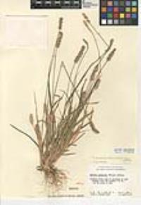 Setaria pumila image