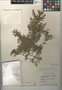 Cupressus guadalupensis var. forbesii image