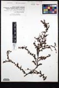 Ceanothus foliosus image